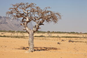 Arbre solitaire dans un désert aride