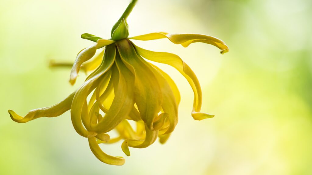 Gros plan lumineux d’une fleur jaune aux pétales superposés
